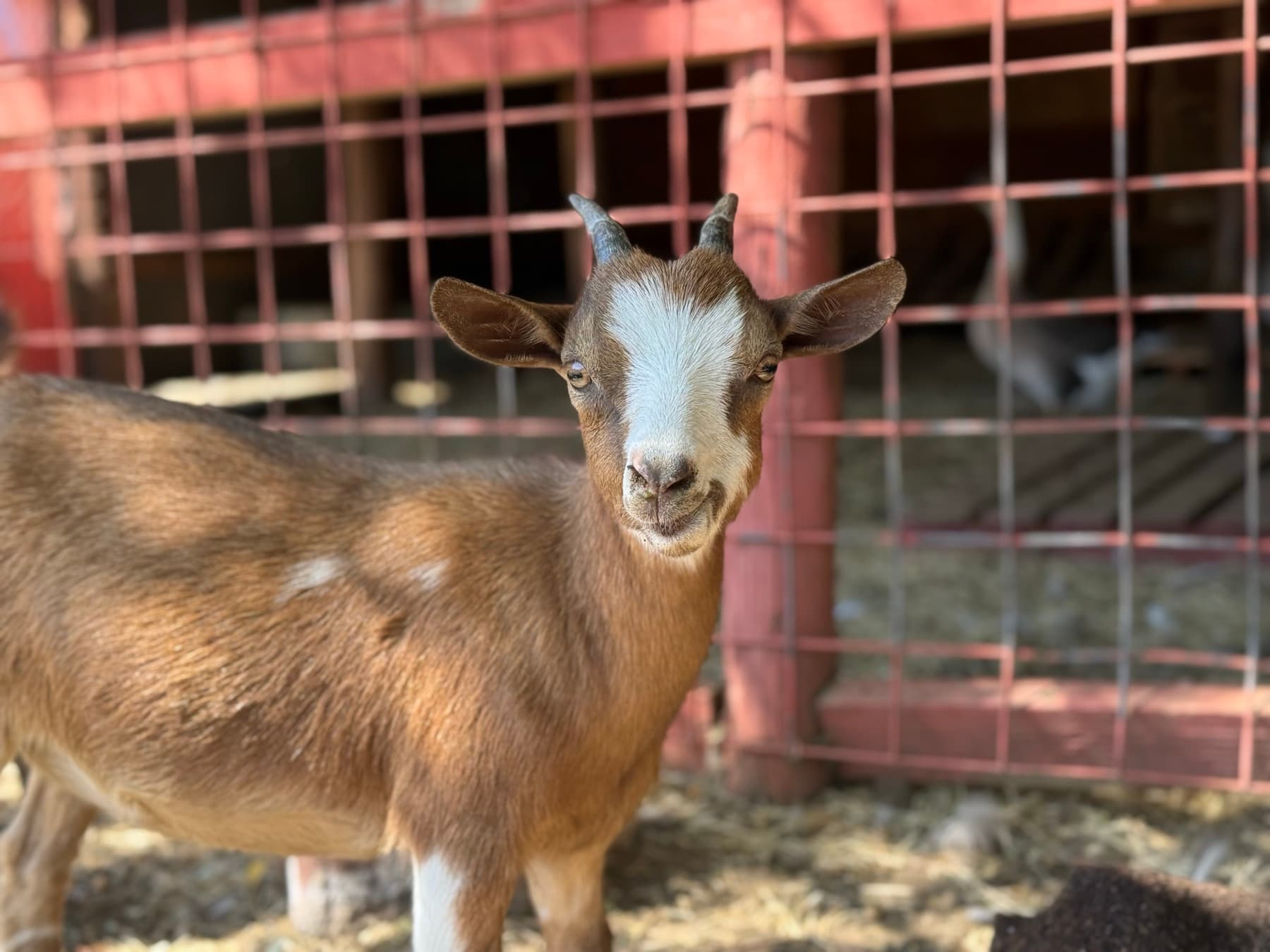 Tiny, Nigerian Dwarf
