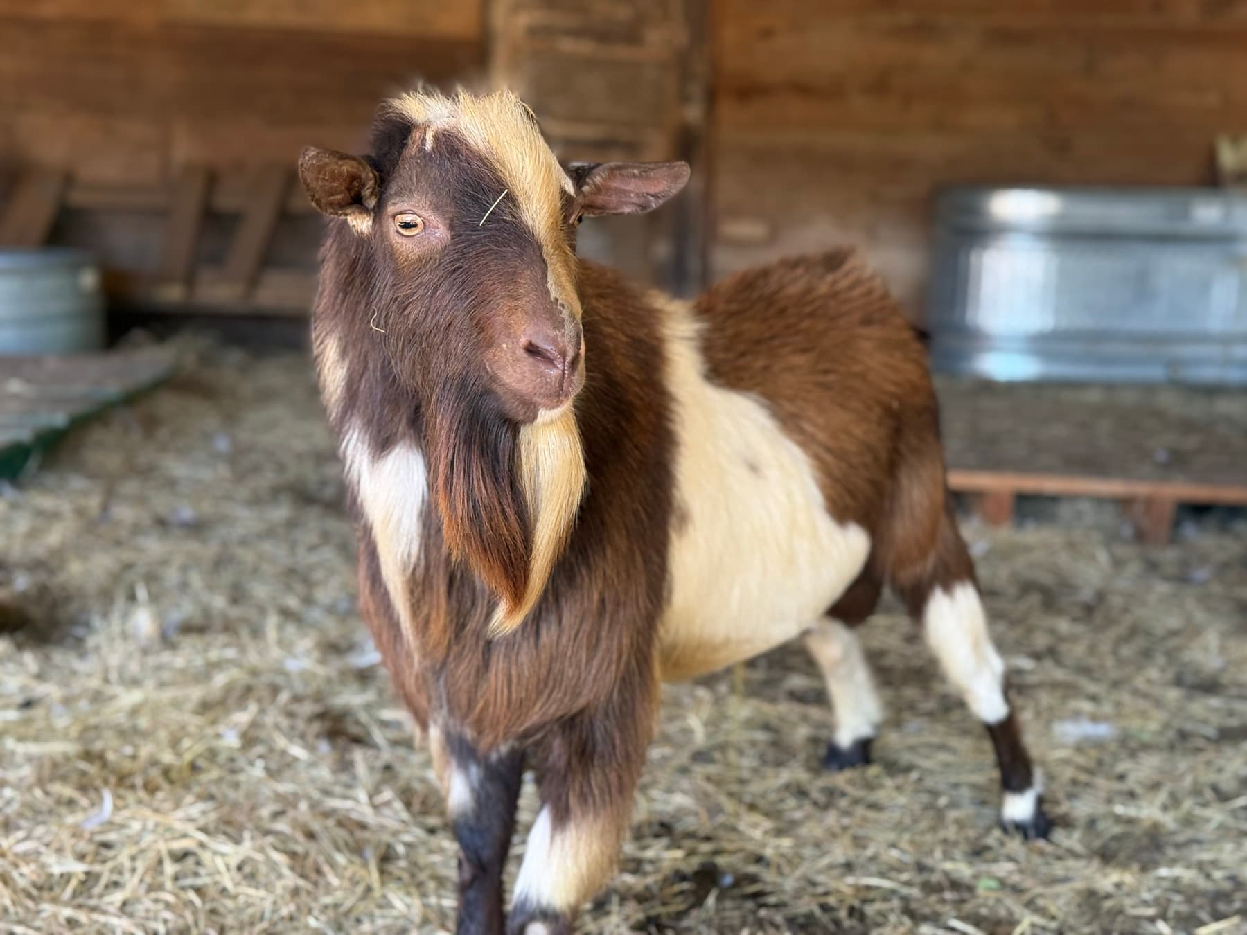 Uggy, Goat